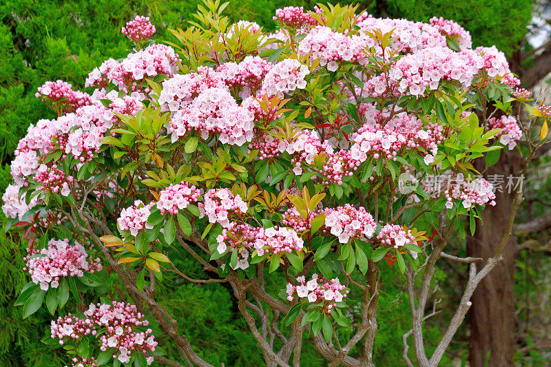 大叶菖蒲/山桂花